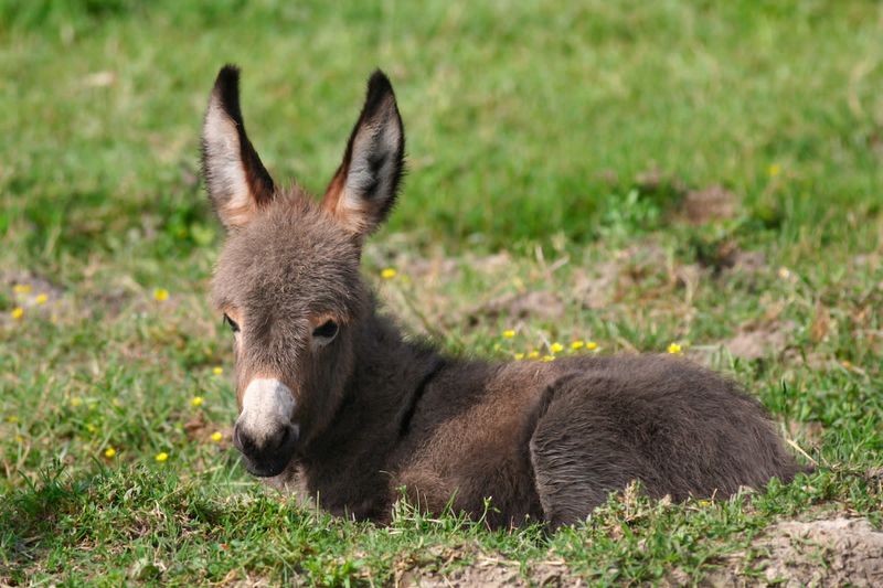 Expressive Ears