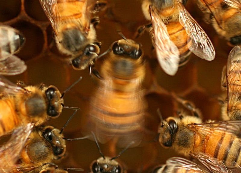 Bees Balance Individual And Collective Needs