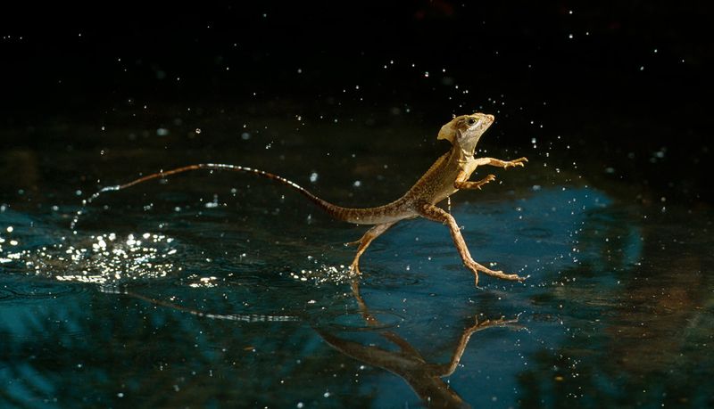 Jesus Lizard