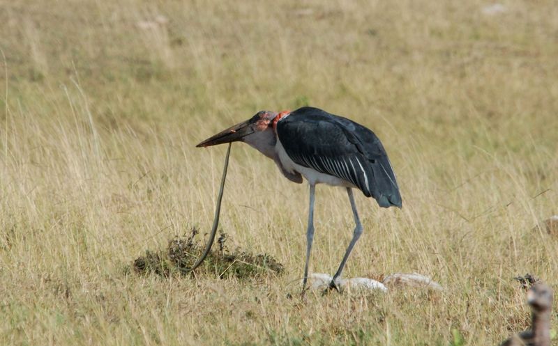 Marabou Stork