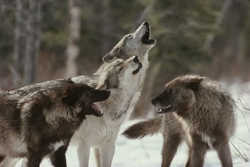 Surprised Wildlife Scientists