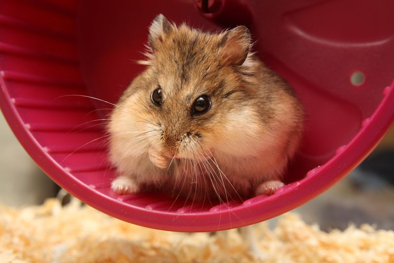 Roborovski Dwarf Hamsters: Speedy Little Beans