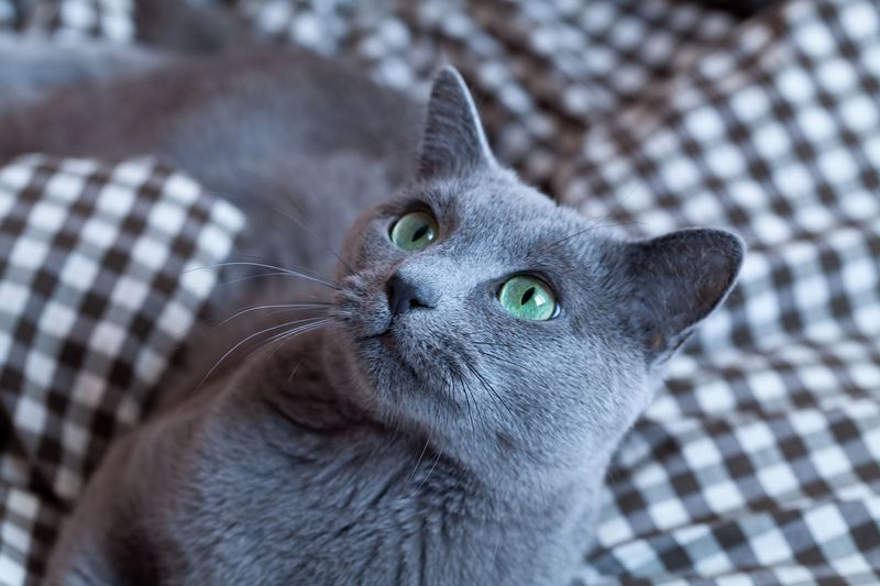 Russian Blue: The Quiet Genius