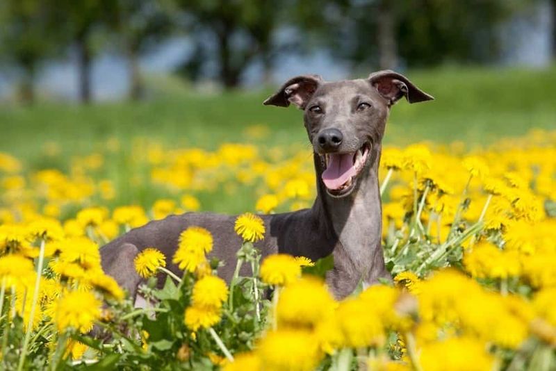 Italian Greyhounds
