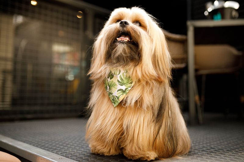 Lhasa Apso