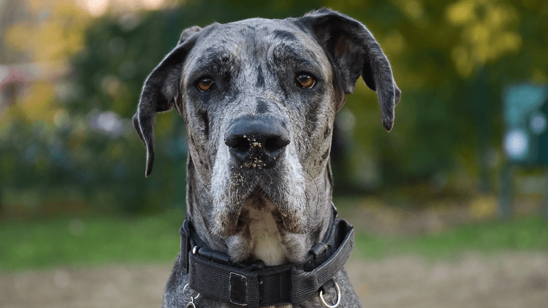 Great Danes: Gentle Giants Of Comfort
