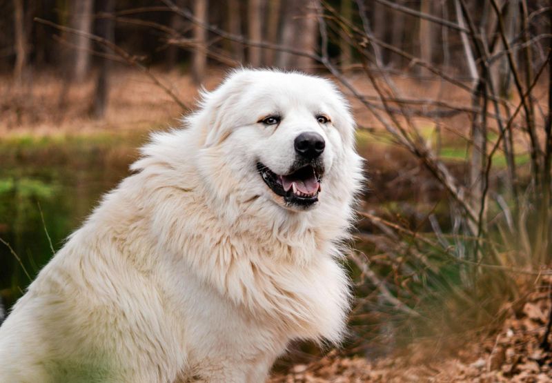 Great Pyrenees: Majestic Mountain Fluff