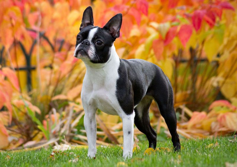 Boston Terrier Tuxedo Pups