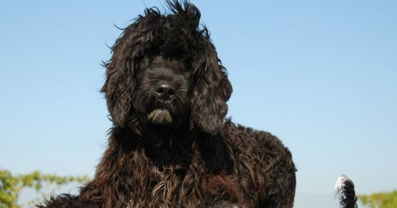 Portuguese Water Dog: The Hypoallergenic Helper