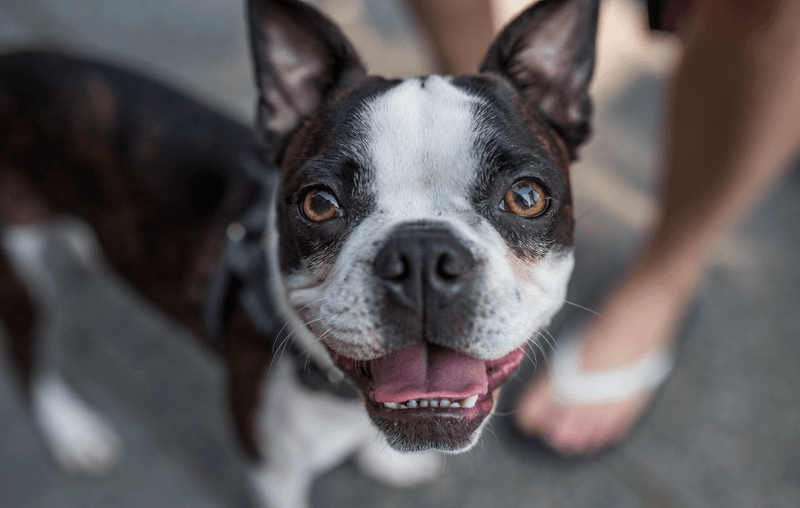 Boston Terrier