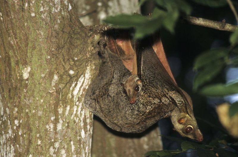 Philippines' Flying Lemur That Doesn't Fly