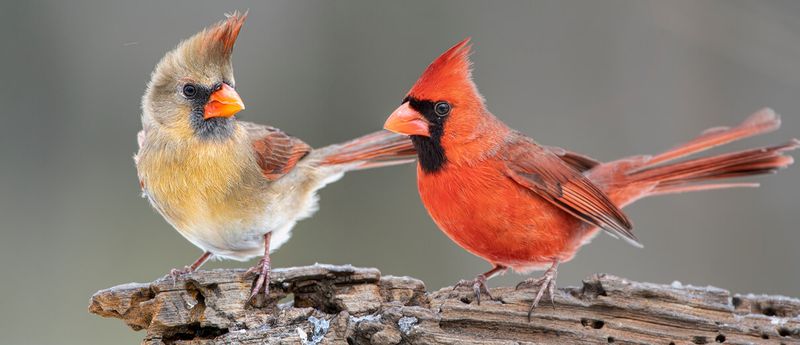 Northern Cardinal