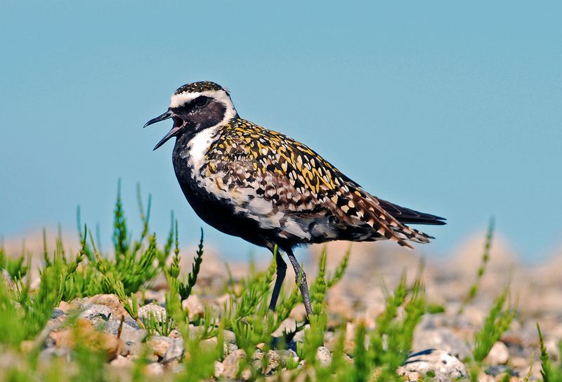 Pacific Golden Plover (Kōlea)