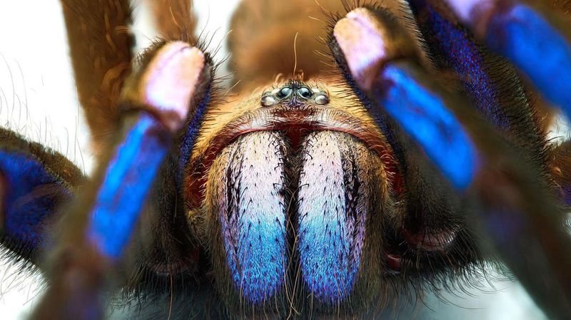 Peacock Tarantula Wasp