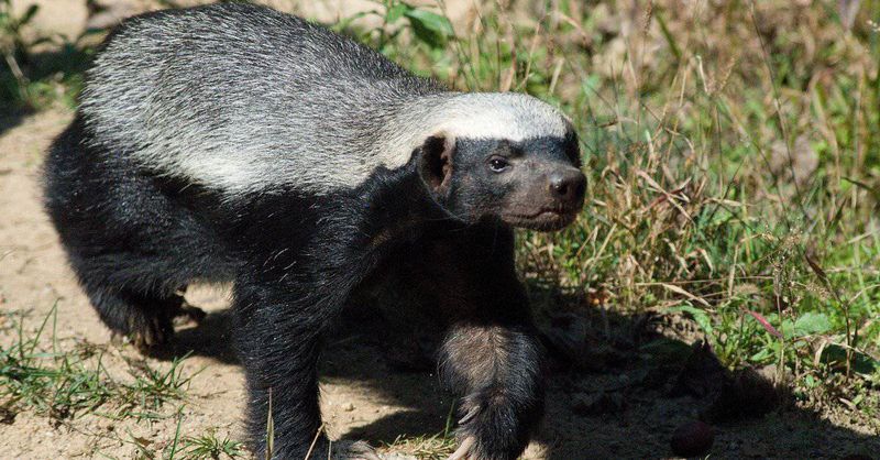 Honey Badgers: Fearless Fighters