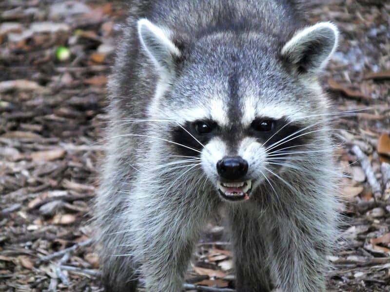 Raccoons – Masked Bandits With An Attitude