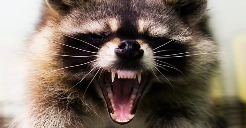 Raccoons