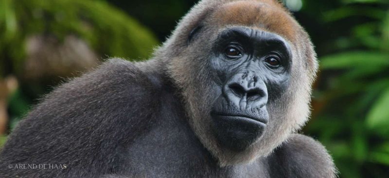 Cross River Gorilla – The Secretive Forest Giant
