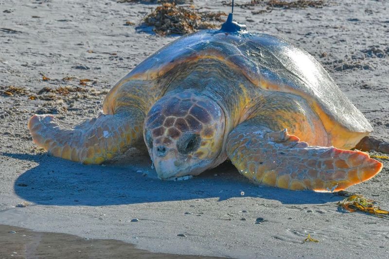 Loggerhead Sea Turtle