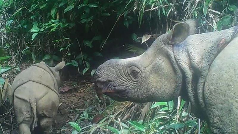 Javan Rhino