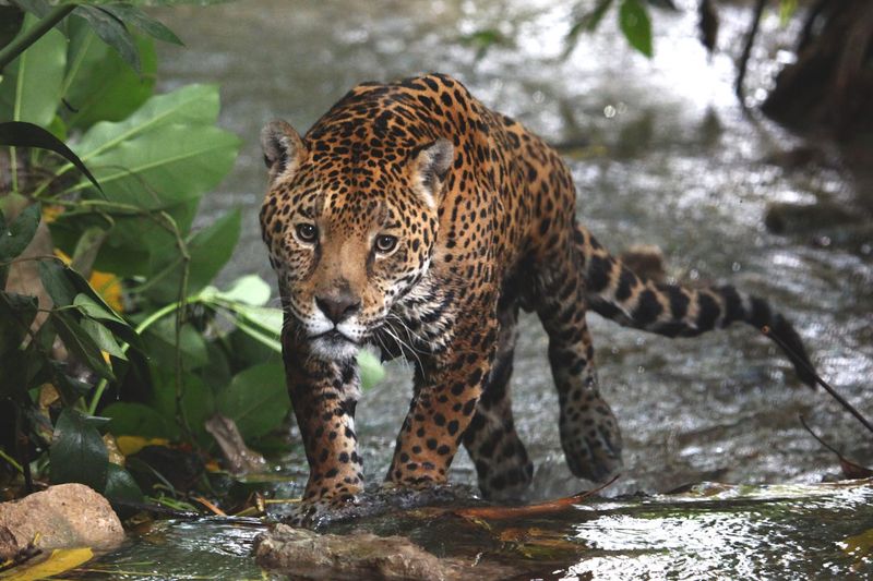 Jaguars