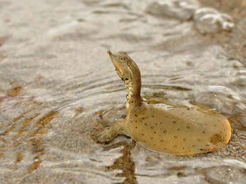 Spiny Softshell Turtle