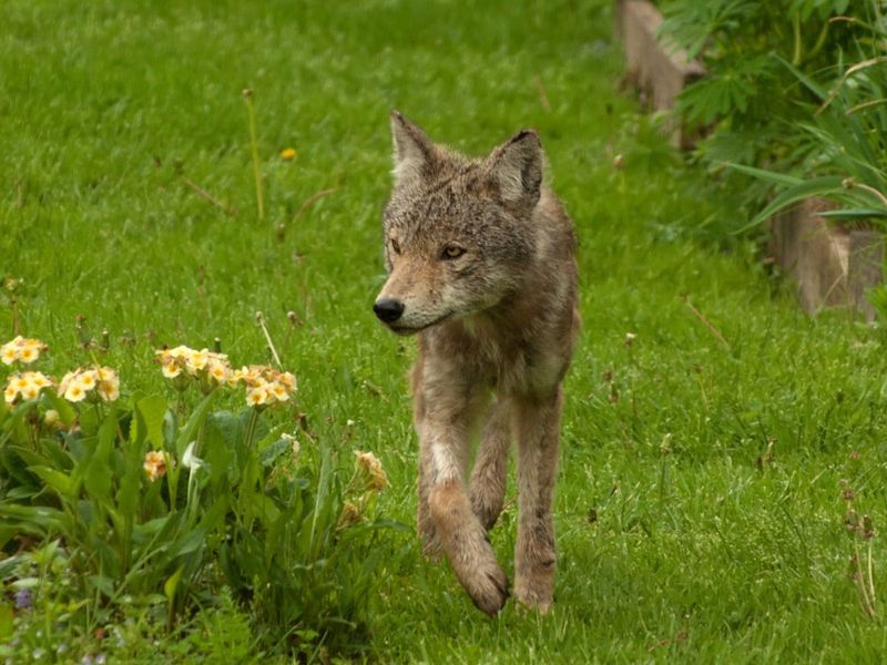 Remove Attractants From Your Yard