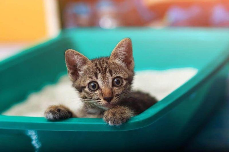Litter Box Digging
