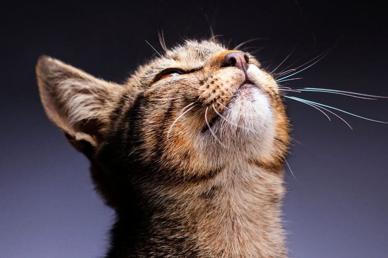 Curiosity