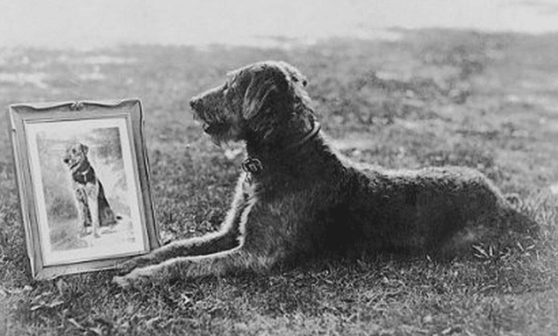 Campaign Star: Warren Harding's Airedale Helped Win The Presidency