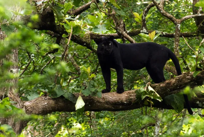 Color-Changing Cubs