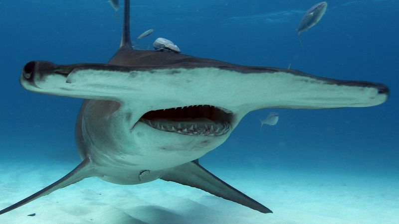 Hammerheads Show Highest Concentrations