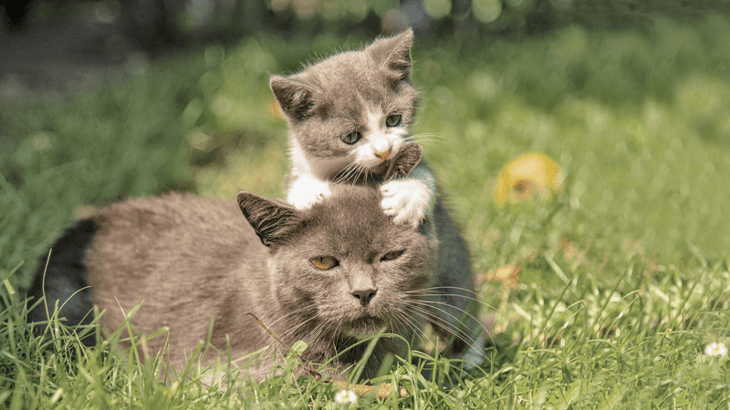 Mother Cat's Behavior Change
