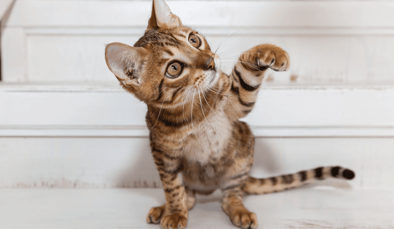 Playful Problem-Solvers