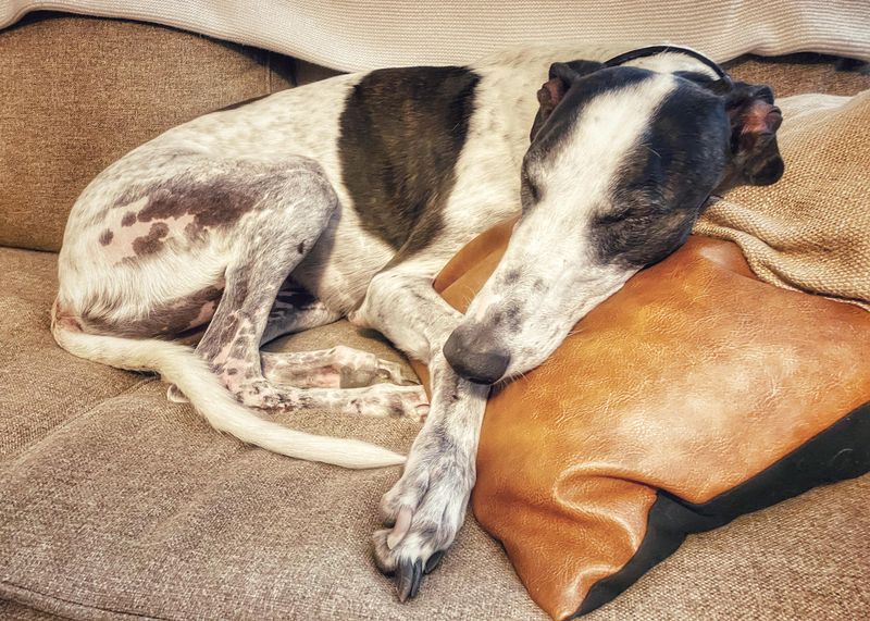 Spoon Specialists: Greyhounds