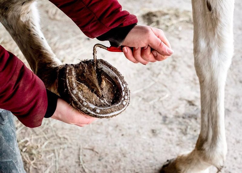Hoof Health Maintenance