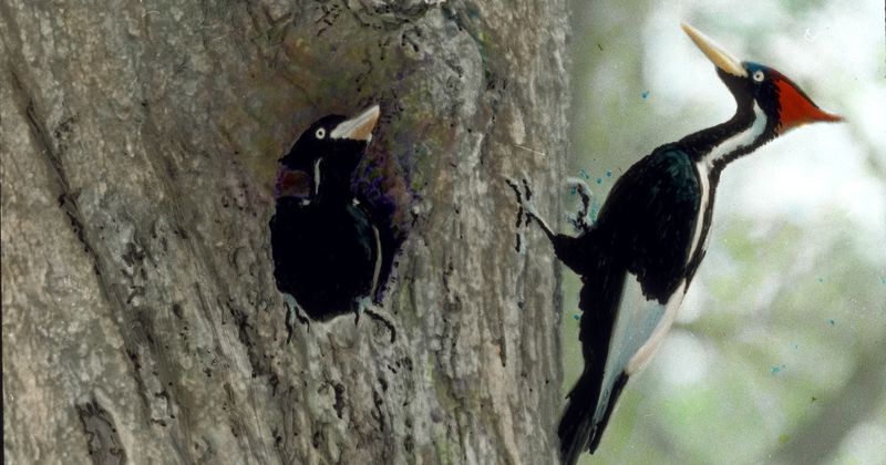 Ivory-Billed Woodpecker