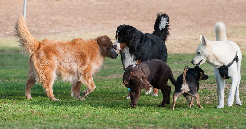 Dog Parks
