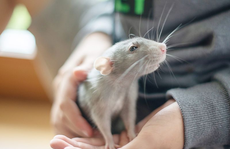 Rat