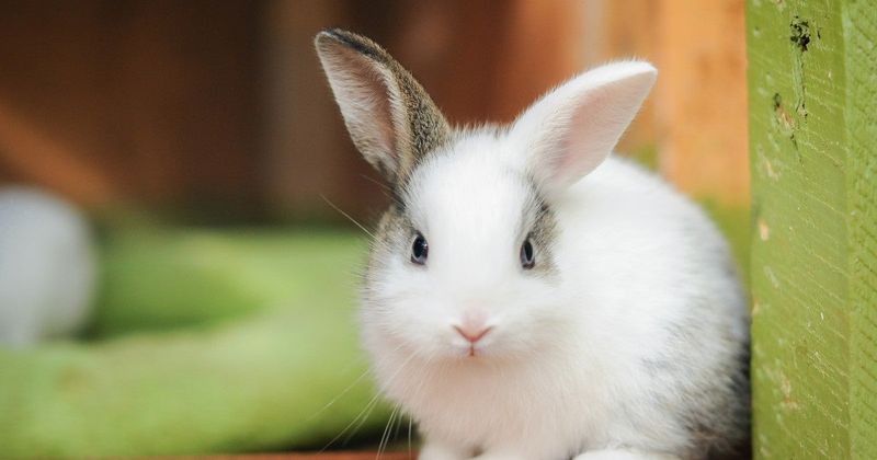 Rabbit