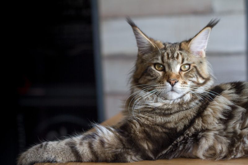 Surprising Veterinary Expenses