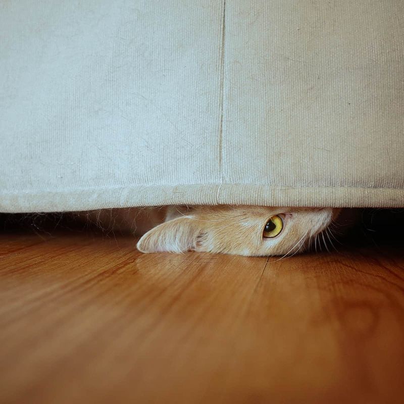 Temporary Hiding Behavior