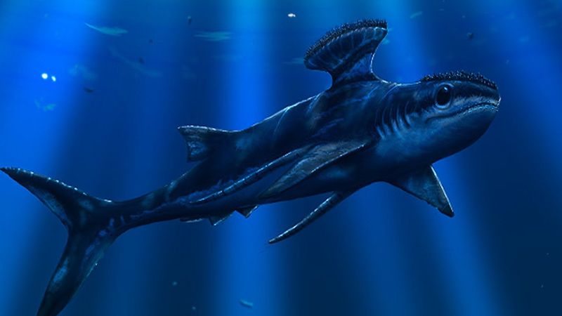 Stethacanthus: The Shark With an Ironing Board Head