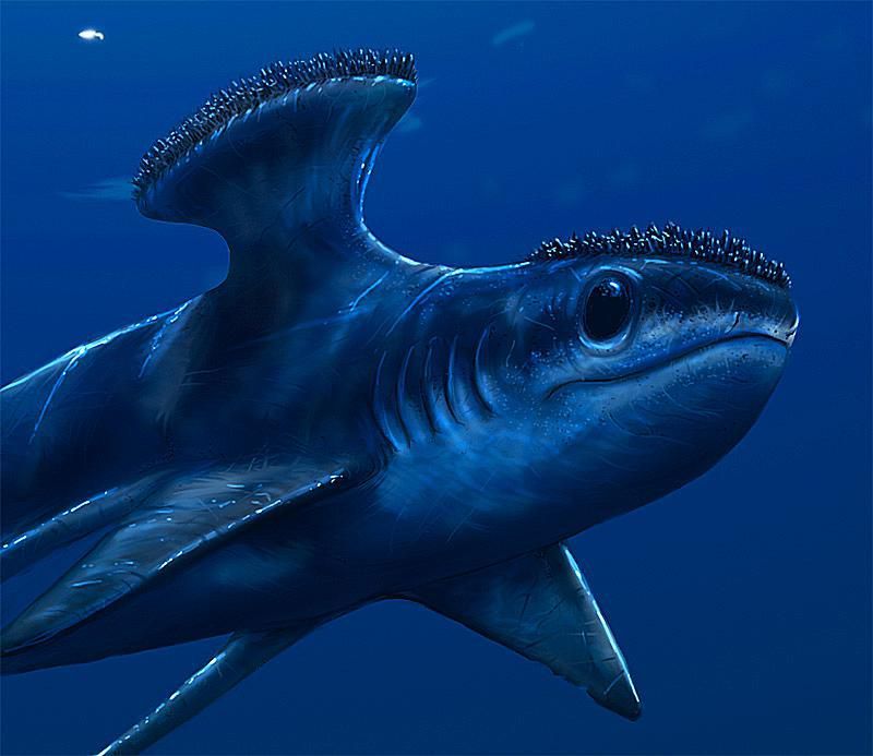 Stethacanthus: The Ironing Board Shark