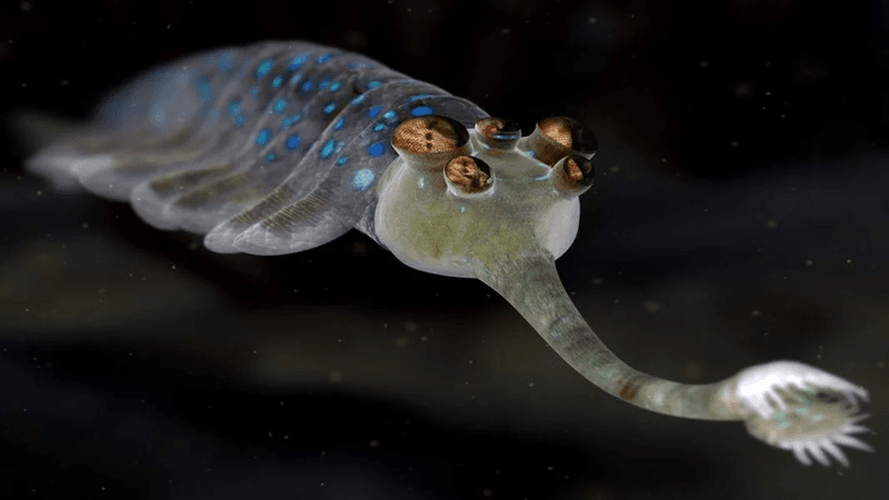 Opabinia