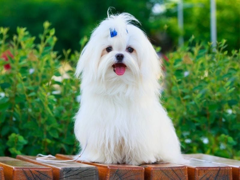 Pocket-Sized Devotee: The Maltese