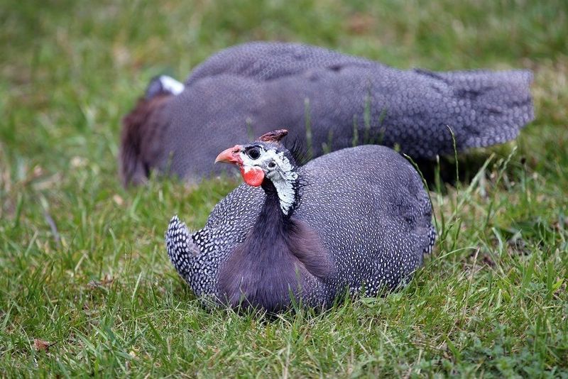 Violet Guinea Fowl