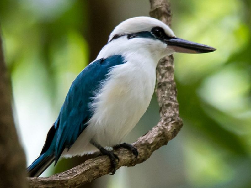 Marquesan Kingfisher