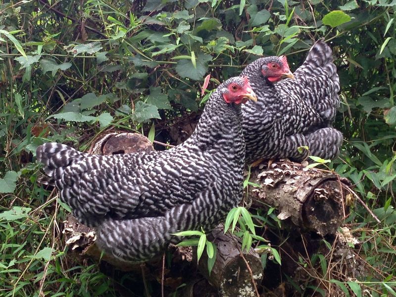 Winter Warriors: Plymouth Rock Chickens