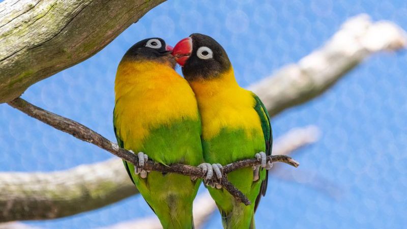 Lovebird